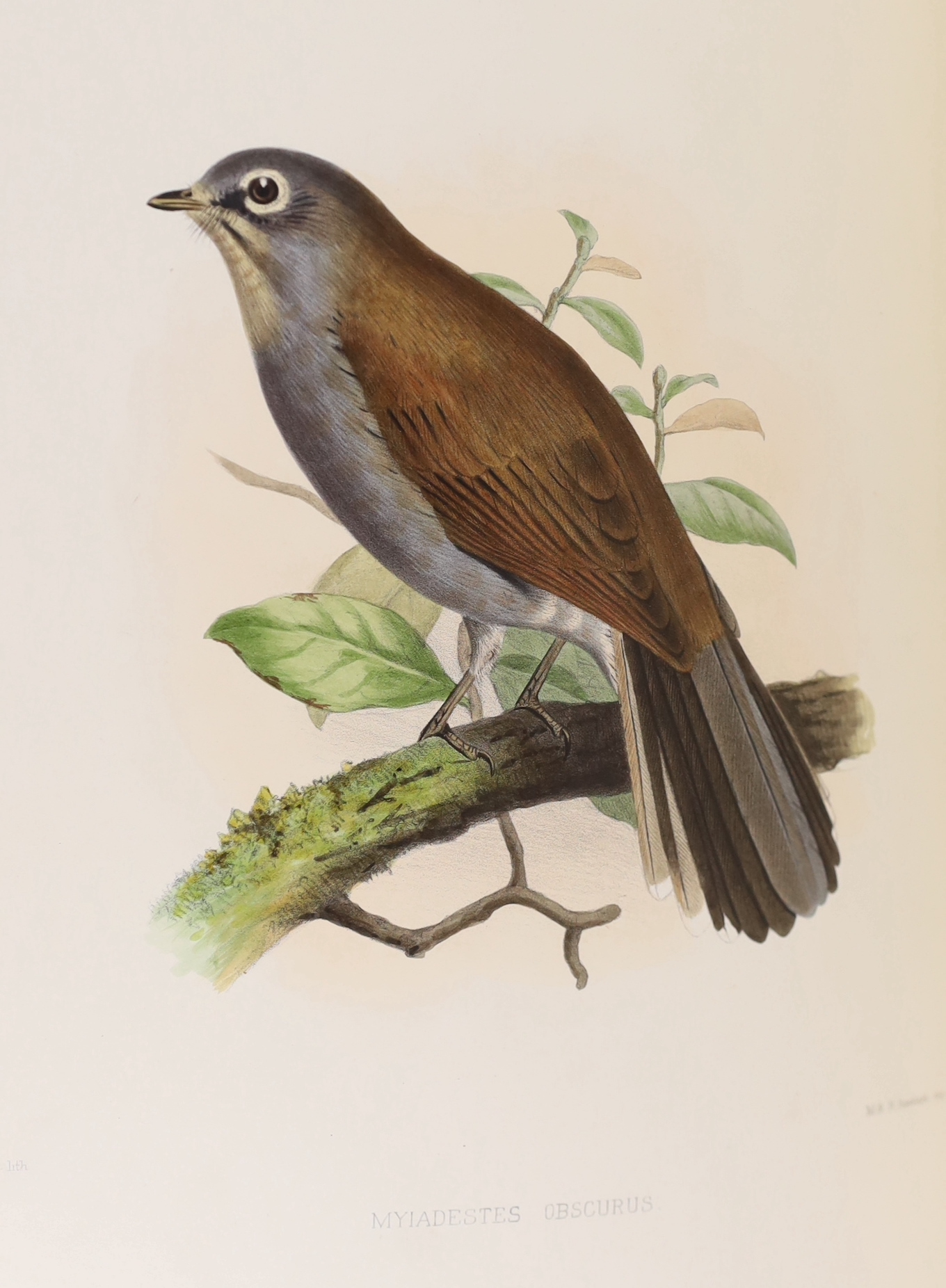 Sclater, Philip Lutley & Salvin, Osbert - Exotic Ornithology, containing Figures and Descriptions of New or Rare Species of American Birds. 100 hand-coloured plates and a few text figures; old red half morocco and marble